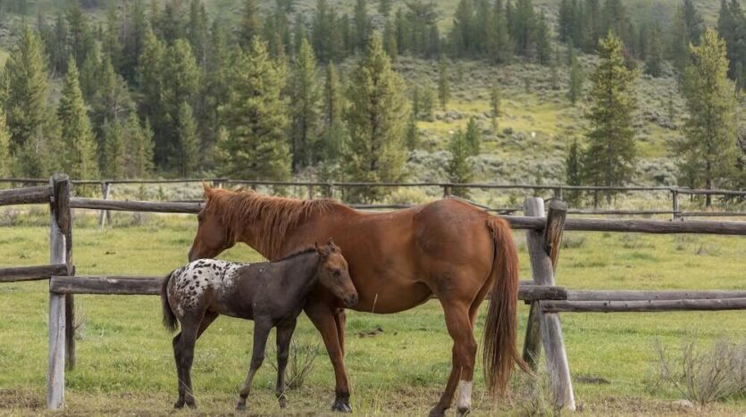 Yellowstone Ranch